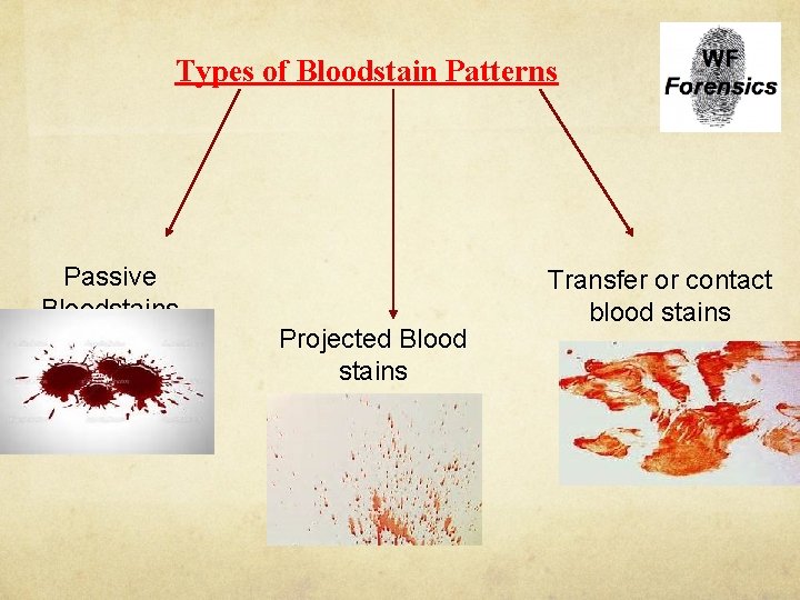 Types of Bloodstain Patterns Passive Bloodstains Projected Blood stains Transfer or contact blood stains