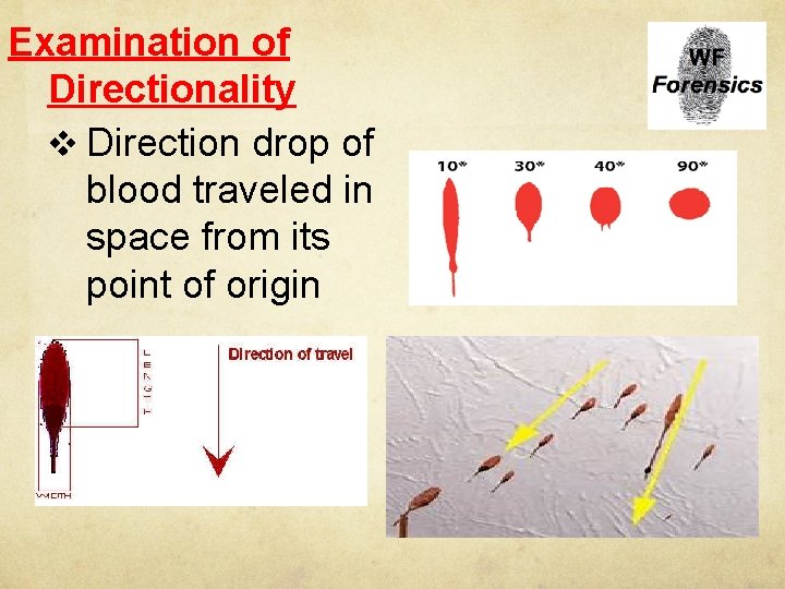 Examination of Directionality v Direction drop of blood traveled in space from its point