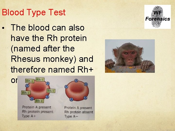 Blood Type Test • The blood can also have the Rh protein (named after