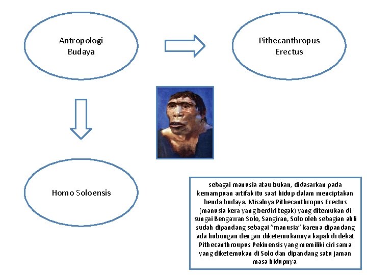 Antropologi Budaya Homo Soloensis Pithecanthropus Erectus sebagai manusia atau bukan, didasarkan pada kemampuan artifak