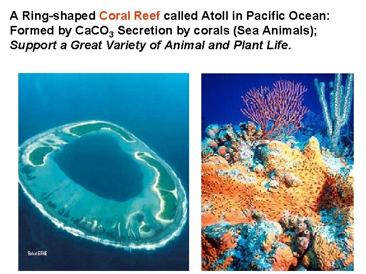 A Ring-shaped Coral Reef called Atoll in Pacific Ocean: Formed by Ca. CO 3