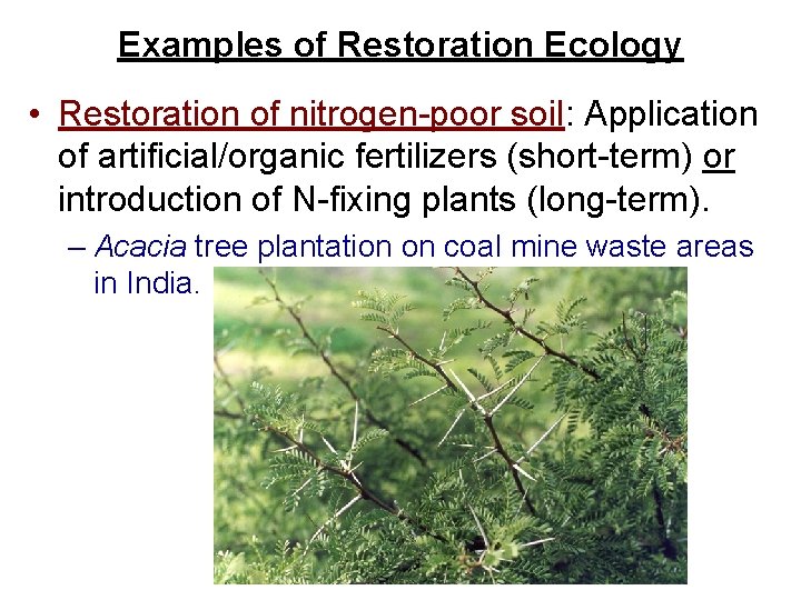 Examples of Restoration Ecology • Restoration of nitrogen-poor soil: Application of artificial/organic fertilizers (short-term)