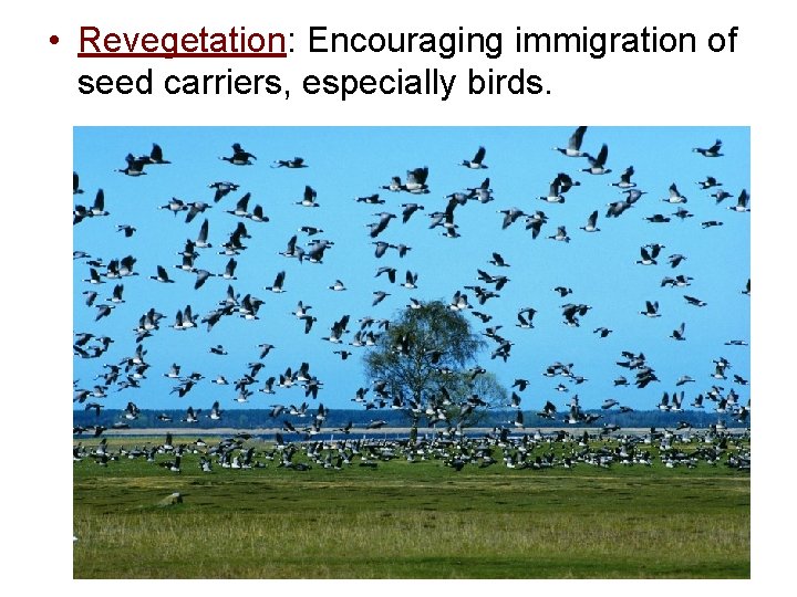  • Revegetation: Encouraging immigration of seed carriers, especially birds. 