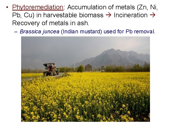 • Phytoremediation: Accumulation of metals (Zn, Ni, Pb, Cu) in harvestable biomass Incineration