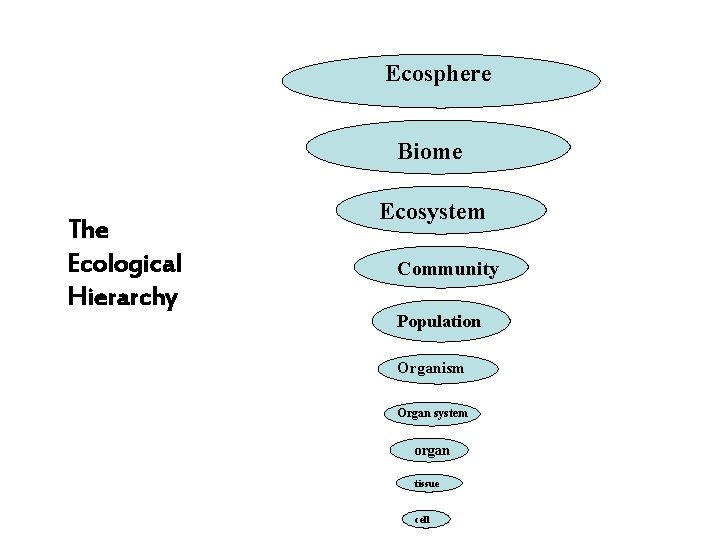 Ecosphere Biome The Ecological Hierarchy Ecosystem Community Population Organism Organ system organ tissue cell