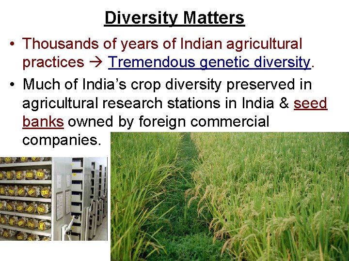 Diversity Matters • Thousands of years of Indian agricultural practices Tremendous genetic diversity. •