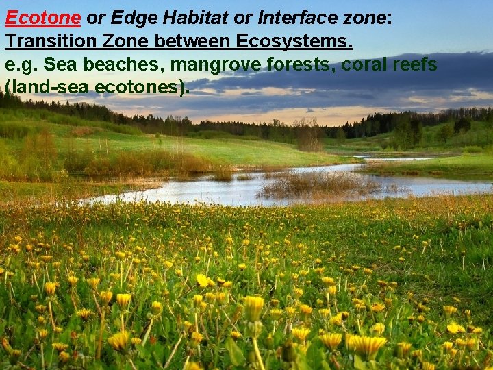 Ecotone or Edge Habitat or Interface zone: Transition Zone between Ecosystems. e. g. Sea