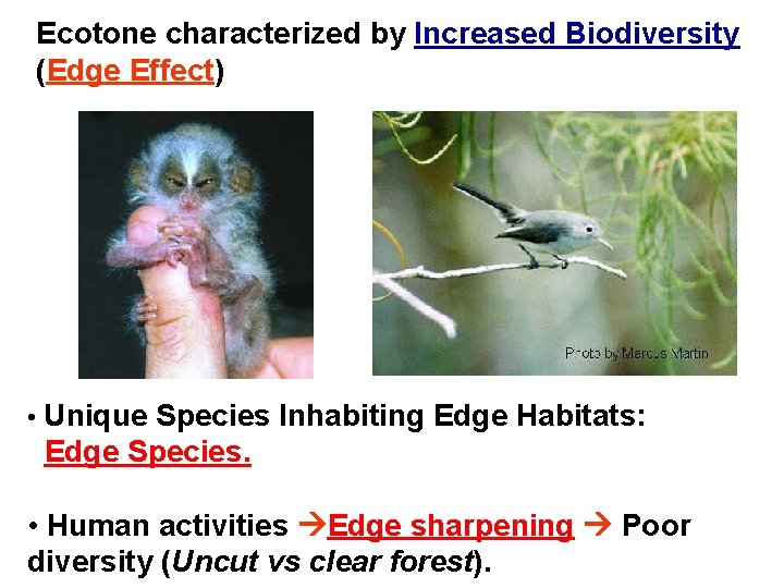 Ecotone characterized by Increased Biodiversity (Edge Effect) • Unique Species Inhabiting Edge Habitats: Edge