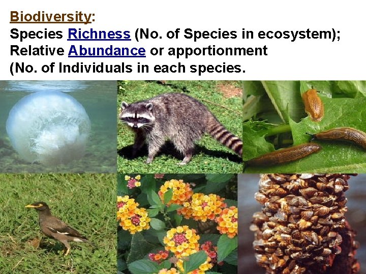 Biodiversity: Species Richness (No. of Species in ecosystem); Relative Abundance or apportionment (No. of