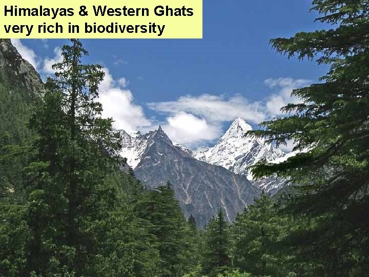 Himalayas & Western Ghats very rich in biodiversity 