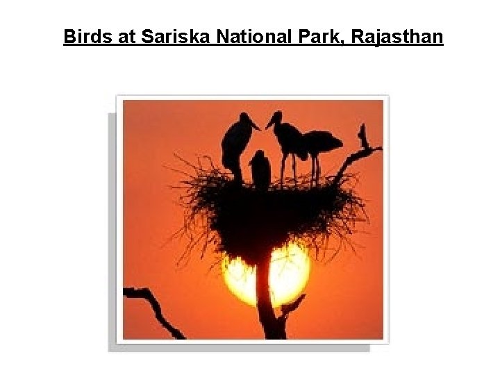 Birds at Sariska National Park, Rajasthan 