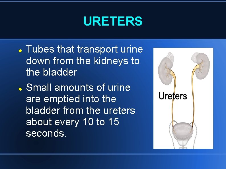 URETERS Tubes that transport urine down from the kidneys to the bladder Small amounts URETERS Tubes that transport urine down from the kidneys to the bladder Small amounts