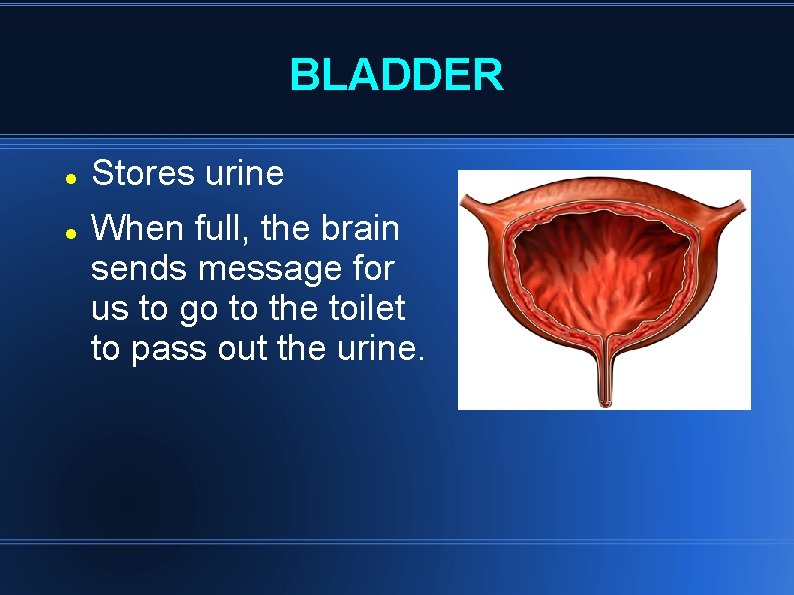 BLADDER Stores urine When full, the brain sends message for us to go to BLADDER Stores urine When full, the brain sends message for us to go to