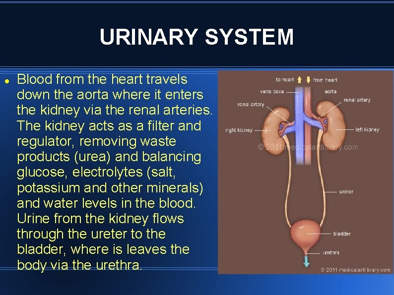 URINARY SYSTEM Blood from the heart travels down the aorta where it enters the URINARY SYSTEM Blood from the heart travels down the aorta where it enters the