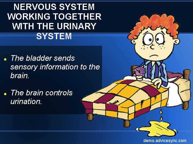 NERVOUS SYSTEM WORKING TOGETHER WITH THE URINARY SYSTEM The bladder sends sensory information to NERVOUS SYSTEM WORKING TOGETHER WITH THE URINARY SYSTEM The bladder sends sensory information to