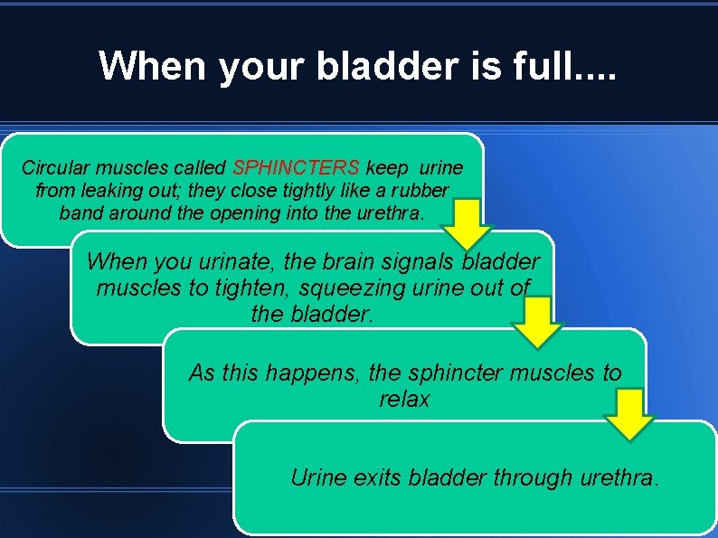 When your bladder is full. . Circular muscles called SPHINCTERS keep urine from leaking When your bladder is full. . Circular muscles called SPHINCTERS keep urine from leaking