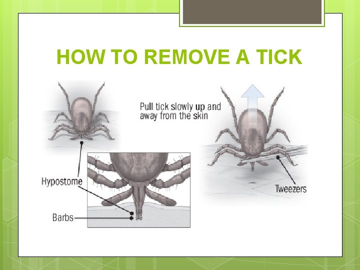 HOW TO REMOVE A TICK 