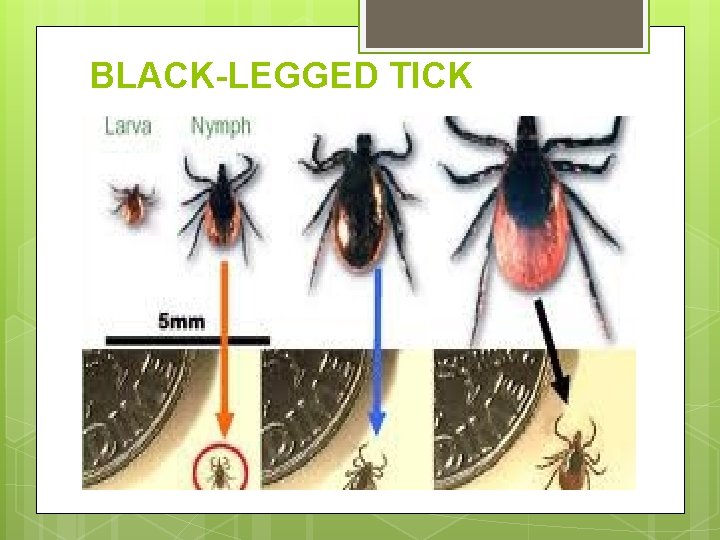 BLACK-LEGGED TICK 