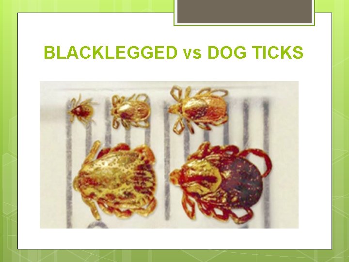 BLACKLEGGED vs DOG TICKS 
