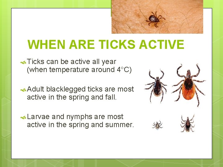 WHEN ARE TICKS ACTIVE Ticks can be active all year (when temperature around 4°C)