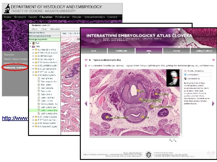 http: //www. med. muni. cz/histology 