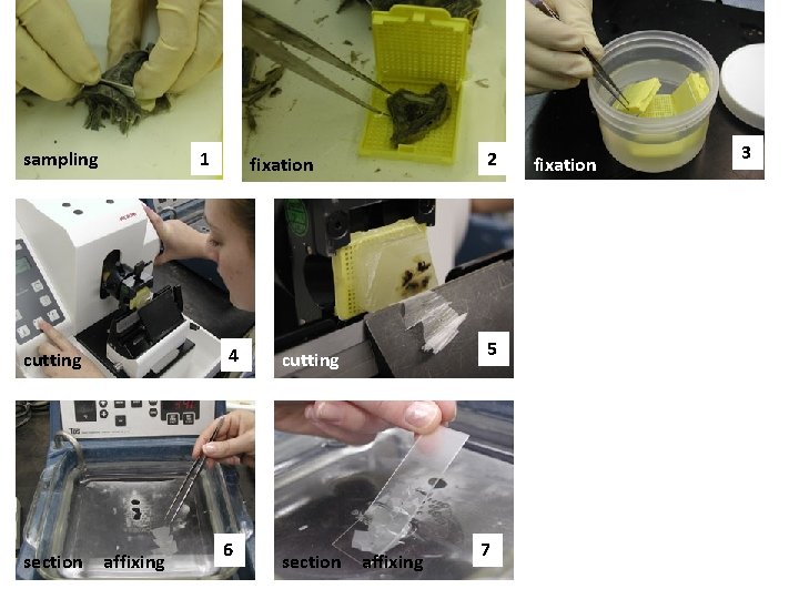 sampling 1 4 cutting section affixing 2 fixation 6 5 cutting section affixing 7