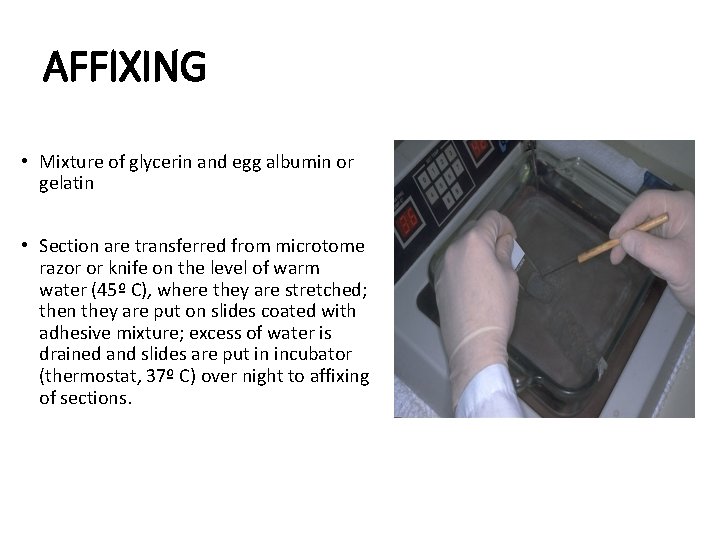 AFFIXING • Mixture of glycerin and egg albumin or gelatin • Section are transferred