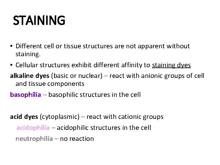 STAINING • Different cell or tissue structures are not apparent without staining. • Cellular