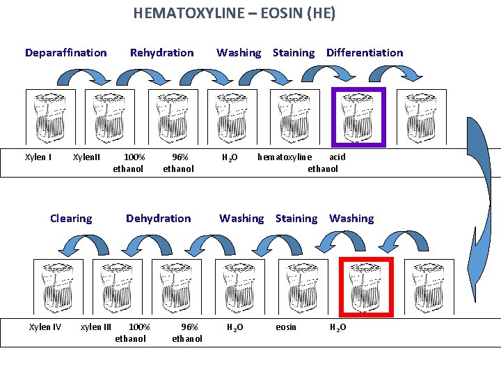 HEMATOXYLINE – EOSIN (HE) Deparaffination Xylen I Xylen. II Clearing Xylen IV xylen III