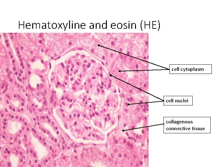 Hematoxyline and eosin (HE) cell cytoplasm cell nuclei collagenous connective tissue 