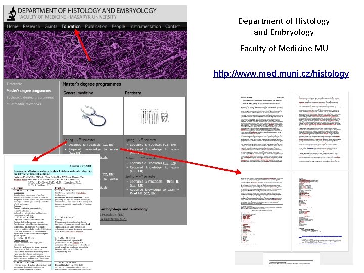 Department of Histology and Embryology Faculty of Medicine MU http: //www. med. muni. cz/histology