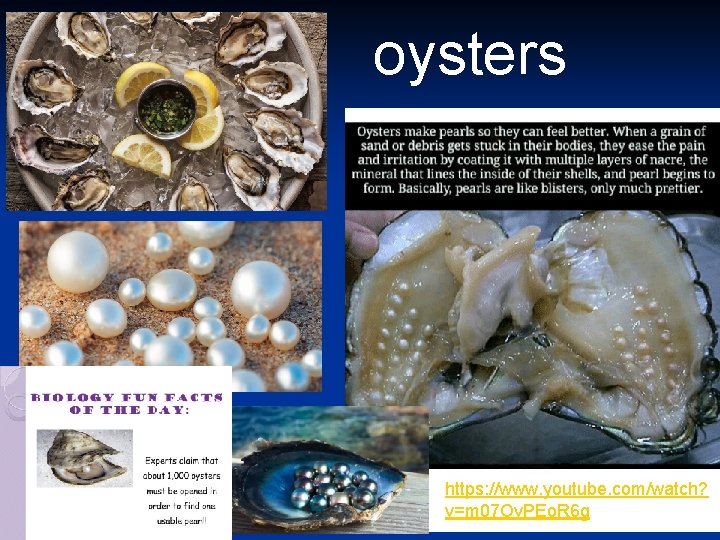 oysters https: //www. youtube. com/watch? v=m 07 Ov. PEo. R 6 g 