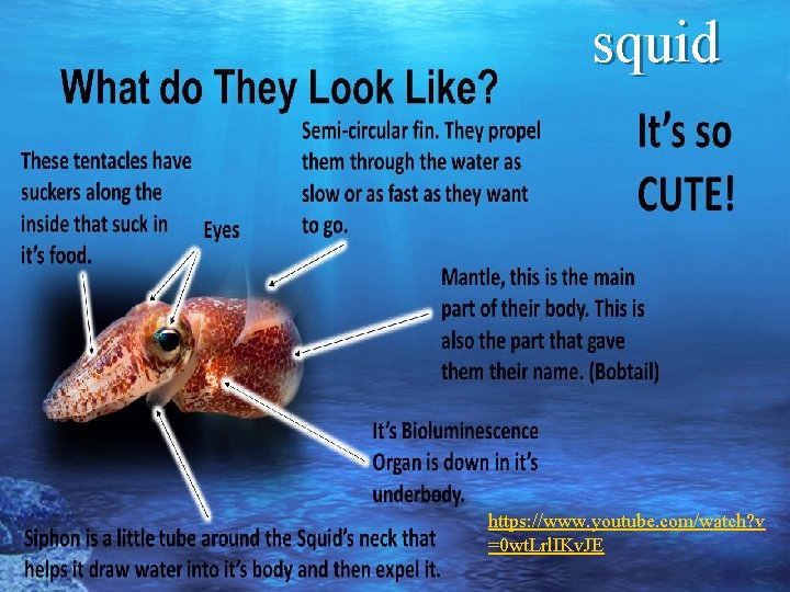 squid https: //www. youtube. com/watch? v =0 wt. Lrl. IKv. JE 