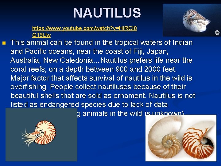 NAUTILUS https: //www. youtube. com/watch? v=HIRCI 0 G 19 Uw n This animal can