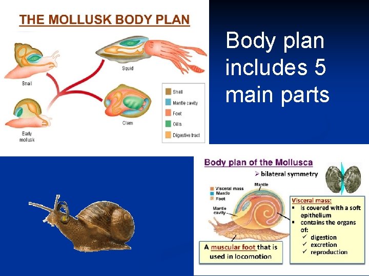 Body plan includes 5 main parts 