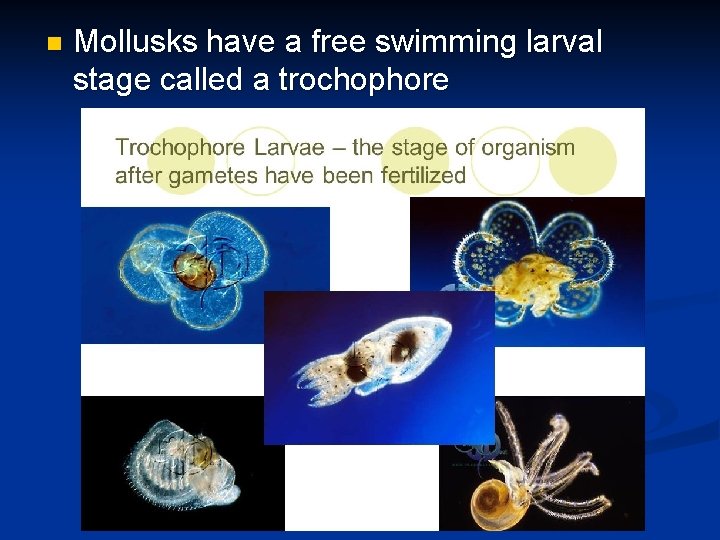 n Mollusks have a free swimming larval stage called a trochophore 