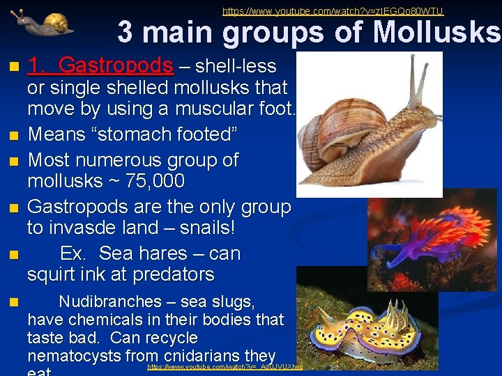 https: //www. youtube. com/watch? v=z. IEGQo 80 WTU 3 main groups of Mollusks n