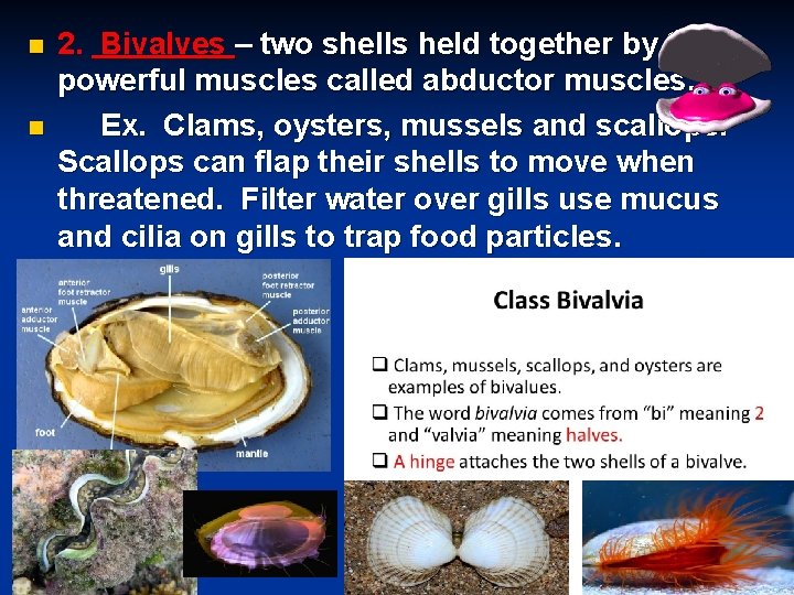 n n 2. Bivalves – two shells held together by two powerful muscles called