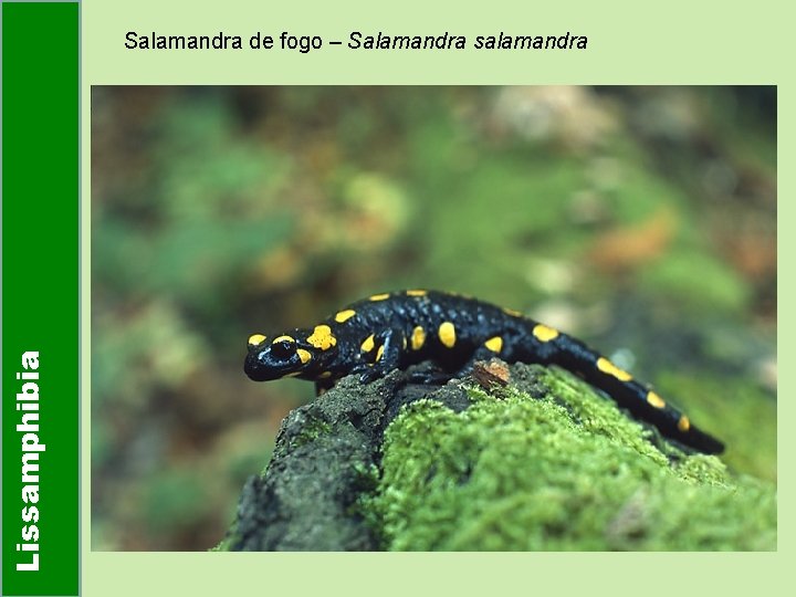 Lissamphibia Salamandra de fogo – Salamandra salamandra 