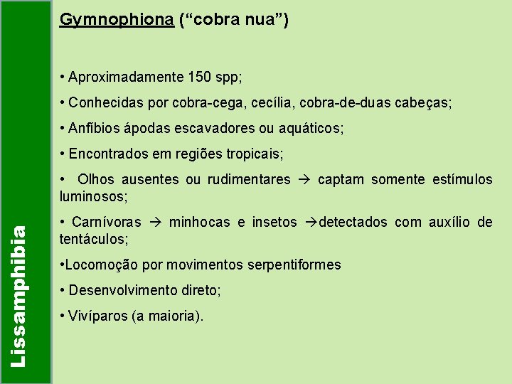 Gymnophiona (“cobra nua”) • Aproximadamente 150 spp; • Conhecidas por cobra-cega, cecília, cobra-de-duas cabeças;