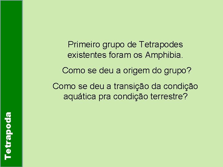 Primeiro grupo de Tetrapodes existentes foram os Amphibia. Como se deu a origem do