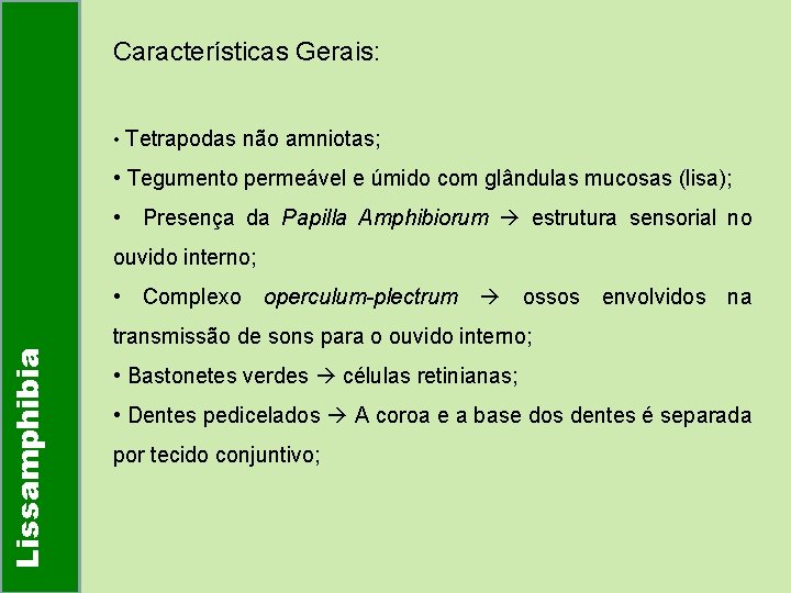 Características Gerais: • Tetrapodas não amniotas; • Tegumento permeável e úmido com glândulas mucosas