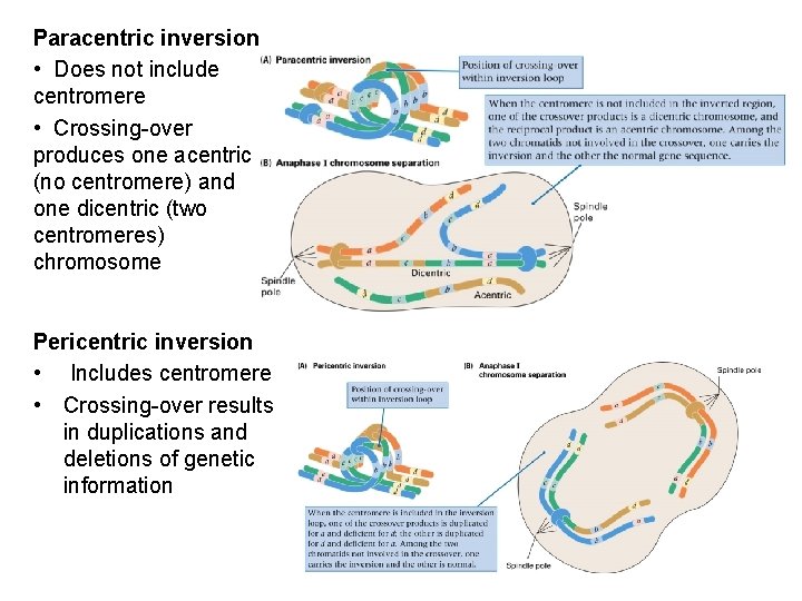 Paracentric inversion • Does not include centromere • Crossing-over produces one acentric (no centromere)