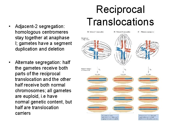  • Adjacent-2 segregation: homologous centromeres stay together at anaphase I; gametes have a