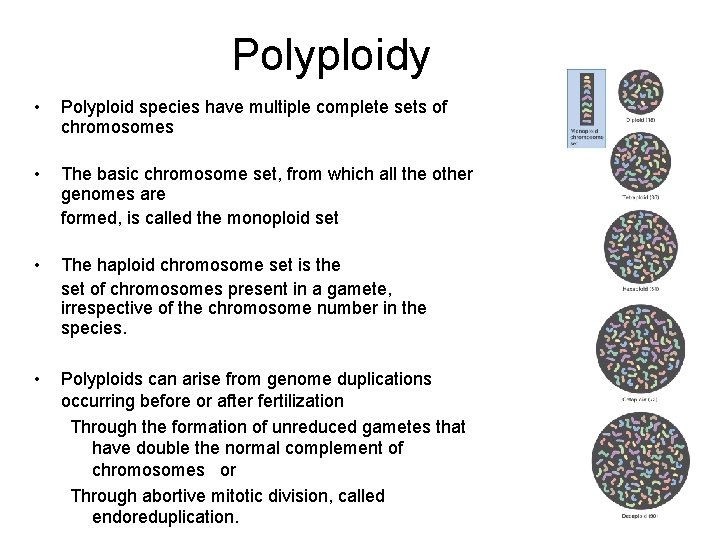 Polyploidy • Polyploid species have multiple complete sets of chromosomes • The basic chromosome