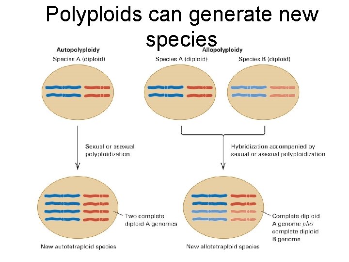 Polyploids can generate new species 13 