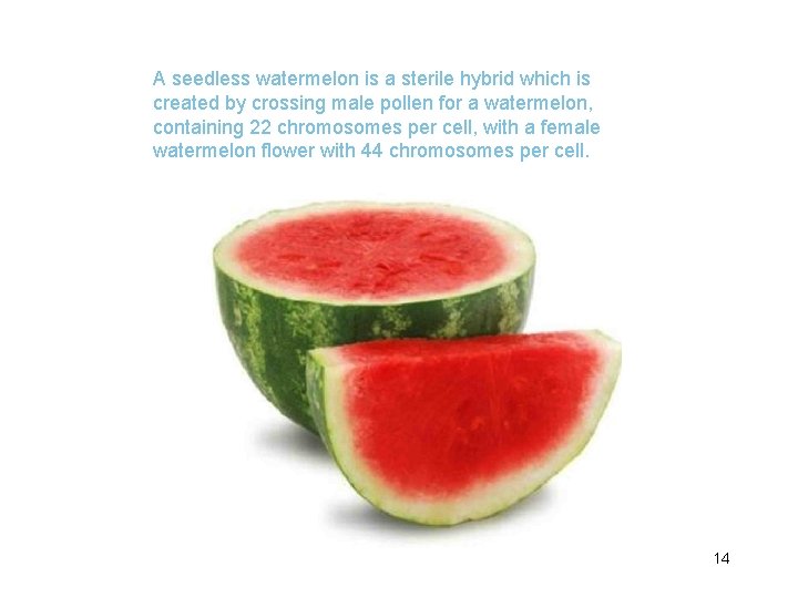 A seedless watermelon is a sterile hybrid which is created by crossing male pollen