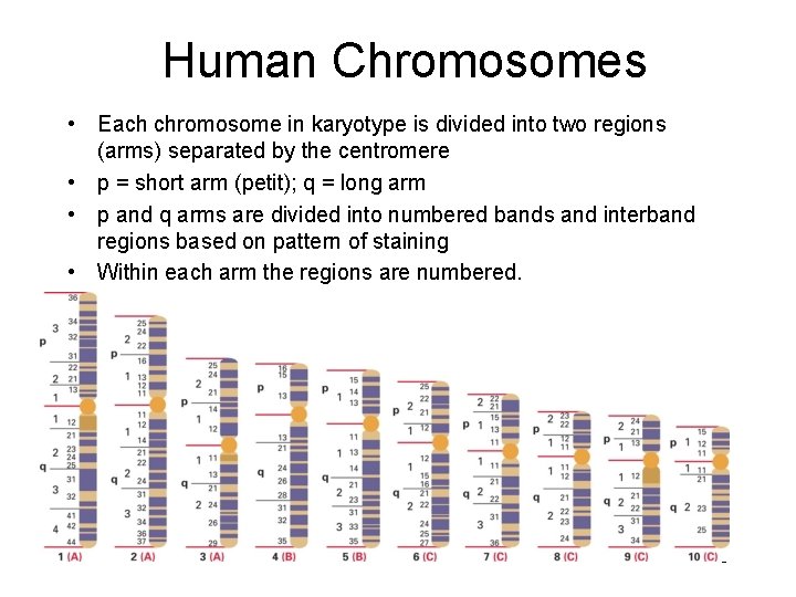 Human Chromosomes • Each chromosome in karyotype is divided into two regions (arms) separated