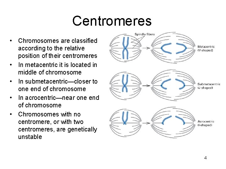 Centromeres • • • Chromosomes are classified according to the relative position of their