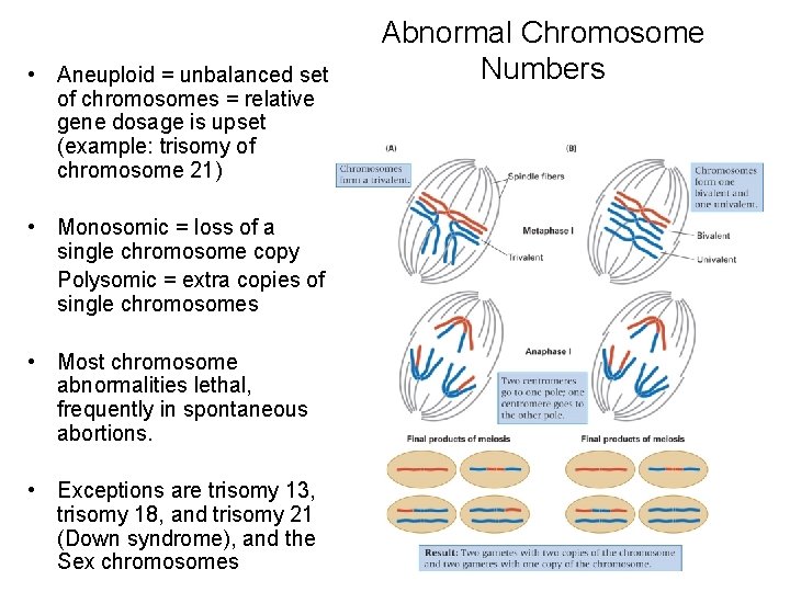  • Aneuploid = unbalanced set of chromosomes = relative gene dosage is upset